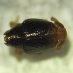Eurysula lurida
